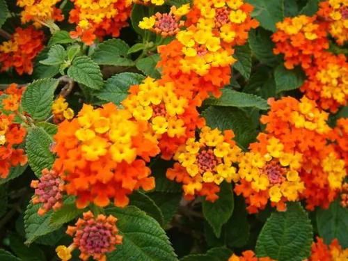  【毒性】13种最常见的有毒花儿，花友们都应当知道