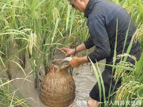  「喂养」水稻田的黄鳝，草也不吃，也不用喂养，它们是吃什么长