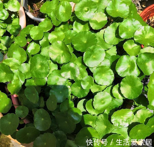  【长到爆盆】这“8种花”阳台院子都能种，丢土里就长，30天长爆盆，太好养了