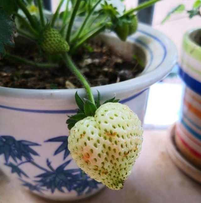  特别@盆栽草莓可以淋雨吗?做对了,果子多一串串,红彤彤特别甜