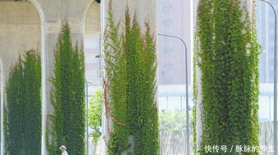  「高架桥」中国的高架桥下为什么要种爬山虎有何用处看完解开多
