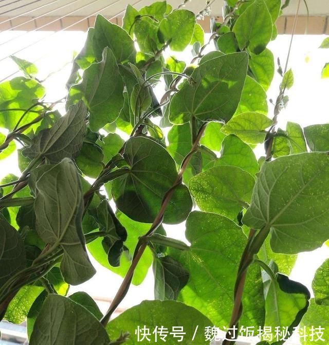  轻松：客厅养3种“绿植”，四季常绿，吸收灰尘又灭菌，轻松长爆盆