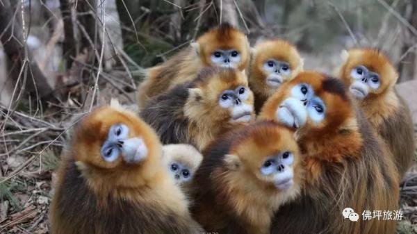 太冷啦！汉中这些小可爱在雪中抱团取暖，萌萌哒~