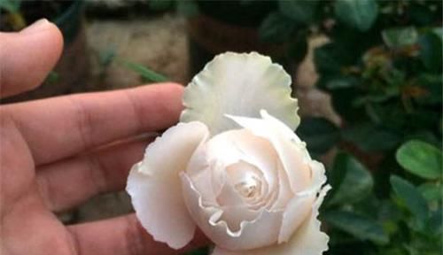  [种植]伊芙白雪公主月季，纯洁高贵，如公主般娇贵，香味浓烈。