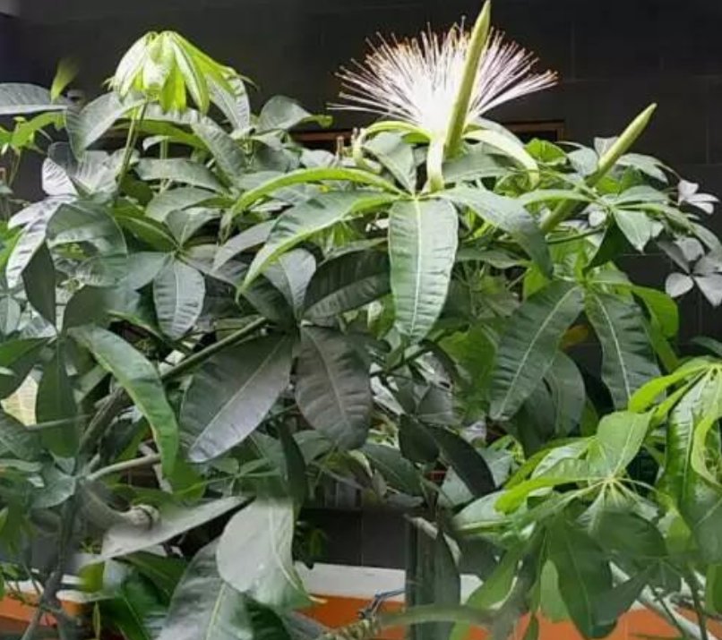  发财树浇水■你见过“发财树”开花结果吗？?掌握关键2点，漂亮花朵开出来！