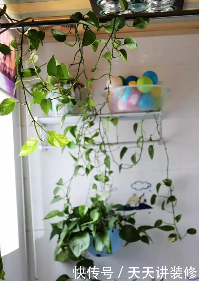 「空气净化」卫生间必养的4种花,耐阴好活,除湿杀菌无异味!