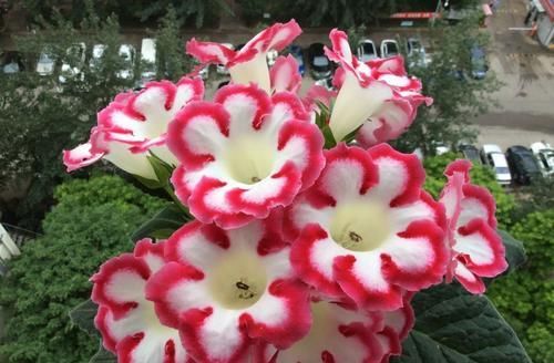  值得■别养绿萝吊兰了，“落雪泥”，花色美丽，花期超长，更值得拥有