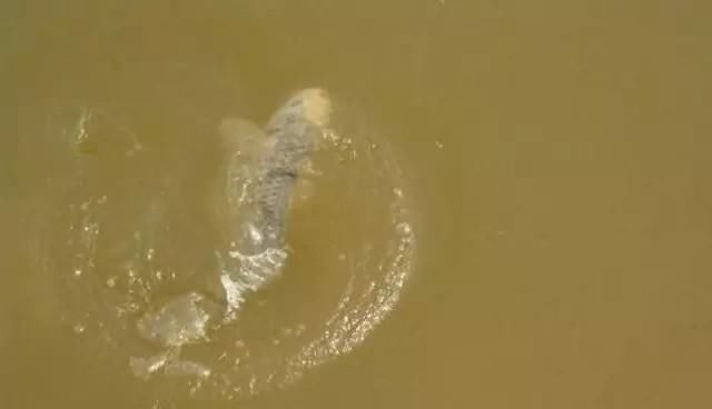  『大鲤鱼』为什么说野钓鲤鱼中鱼不难,难的是连竿给口呢