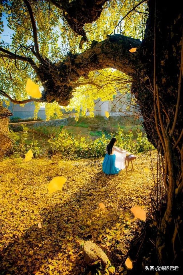 云南的秋天来了，这个小村又要开始搞“黄色”