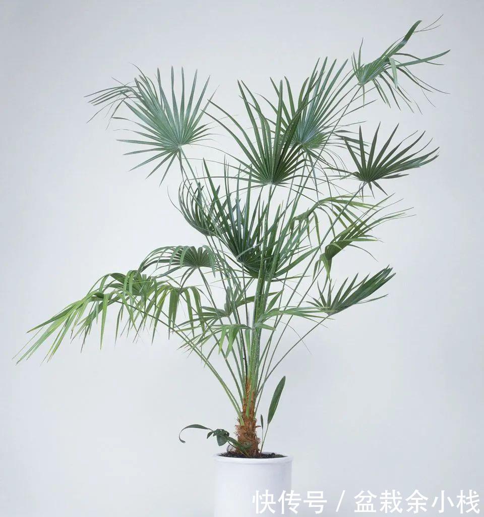 『室内』适合养小盆里的棕榈植物,具热带风情的棕竹,可增加室内氧气含量