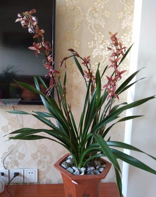  秀丽：喜欢玫瑰，不如养盆“珍品名菊”繁花似锦，高贵典雅，端庄秀丽！