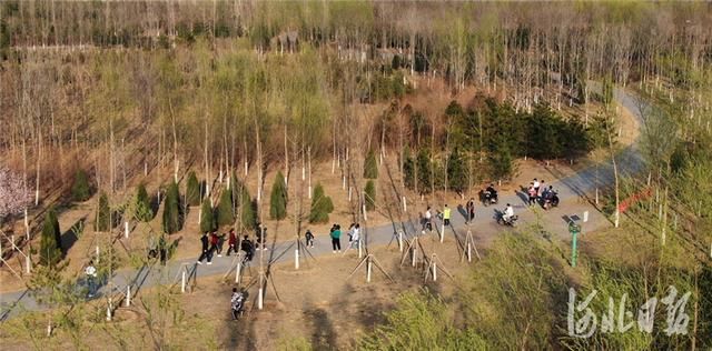  「秀林」河北雄安新区：千年秀林春日好