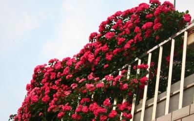  挂满@盆栽的月季，这样剪一刀、拉一下，花骨朵挂满枝，越养颜值越高