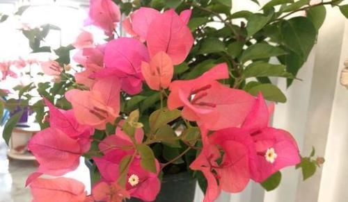  『口诀』修剪三角梅，记住“3字口诀”，侧芽多，花苞多，开花爆盆很简单