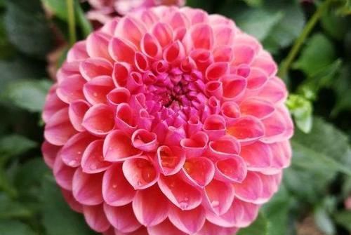  「花径」开花最大的花，花径比人脸还要大，花色绚丽多彩，美让你窒息