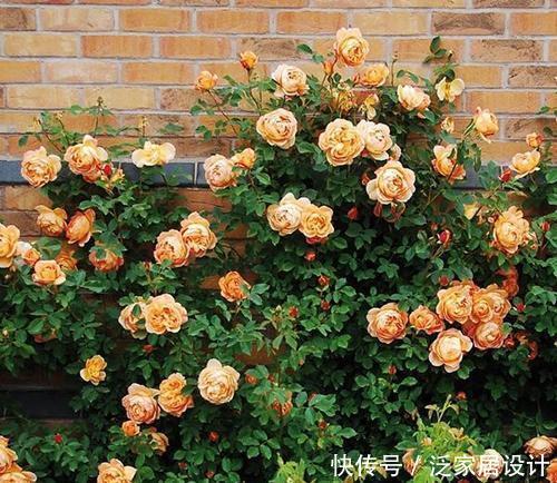  #月季#花卉种植技术：藤本月季用几加仑的盆，该如何养护？