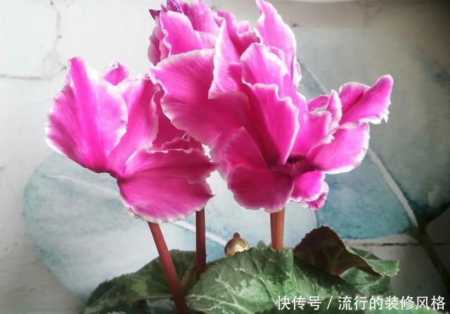  回家@春天还可以买仙客来吗，买回家怎么养？注意4点，还能开上两个月