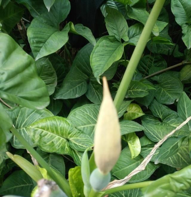  「鱼悦」雾里看花钓鱼忙，东风鱼儿把口开，鱼悦的一天