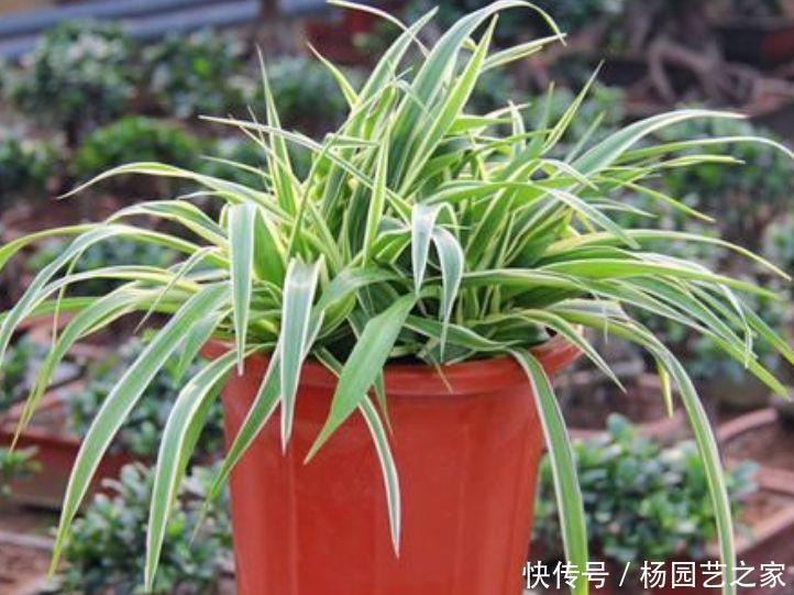越养越■聪明人都养5种花,净化空气,越养越喜欢,又旺运