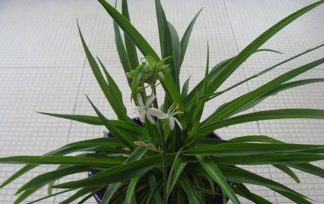  『学会』不会扦插不能养花？这两种花，学会这招，也能一盆变多盆！