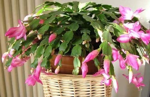  #时光#休闲时光｜3种花有个阳台就能养，盆越小开花越多，轻松开成花园