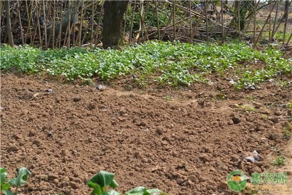 2019年的这些农业补助你知道吗？农民朋友要注意及时关注！