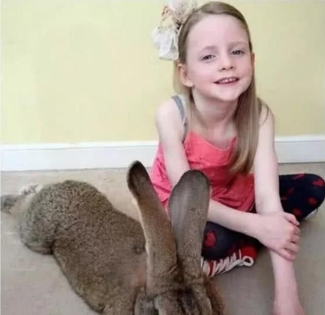 偶遇■野外偶遇一只受伤的兔子,女儿当宠物养了一年怎么变成野猪啦