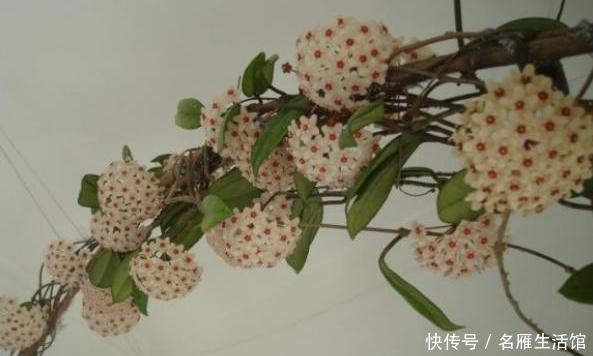  『藤蔓』不会养球兰？学学此“方法”，藤蔓蹭蹭爬，挂满大花球