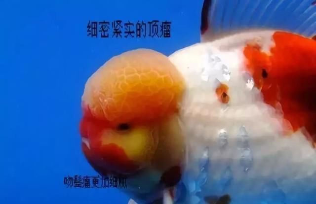  「特别发达」品鉴 | 头瘤类金鱼完全解析，猫狮喜欢的地方却是很多鱼的大忌！