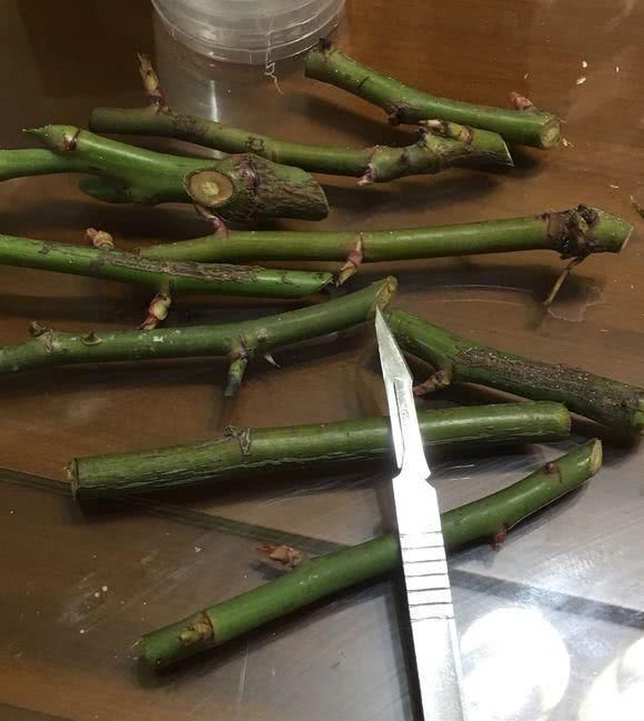  品种：选好品种养月季，唤醒你的春天，美爆你的阳台