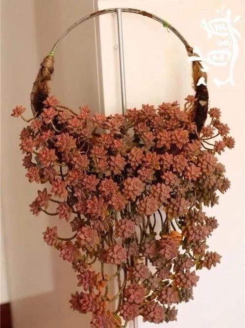  「脸盲」36种多肉图谱，啥肉都能叫上名，不再脸盲！