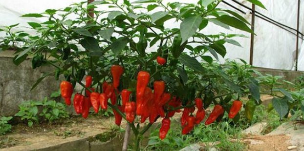  我国@我国第一株辣椒生长的省份：不是四川不是湖南，而是不吃辣