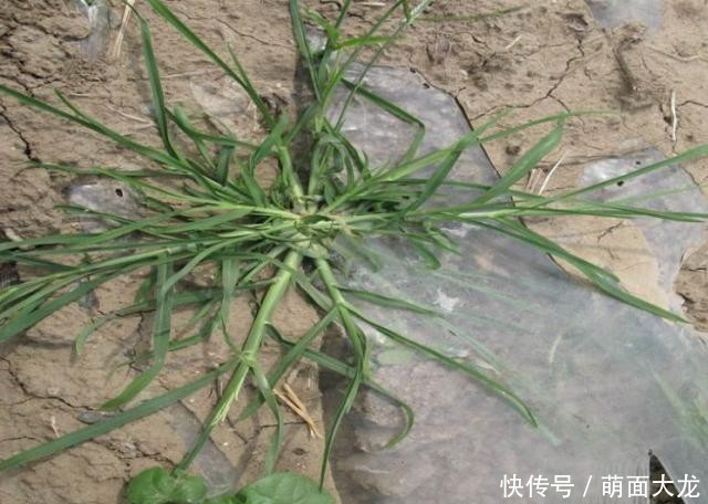  「牛筋草」乡间1种“野草”，长路边不起眼，农民当害草，竟有人