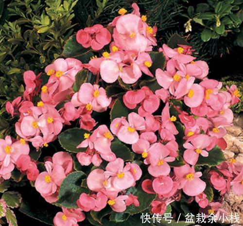  [拥有]新手养花选它，四季开花，南北方都能养，值得拥有！