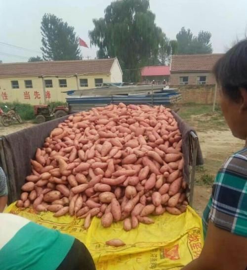  「心酸」曾卖3元，现在堆在路边不要钱也无人问津，看农民的裂手