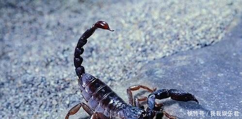 “致富经”成“赔钱经”，电视养就赚，农民养就赔，专家道出实情