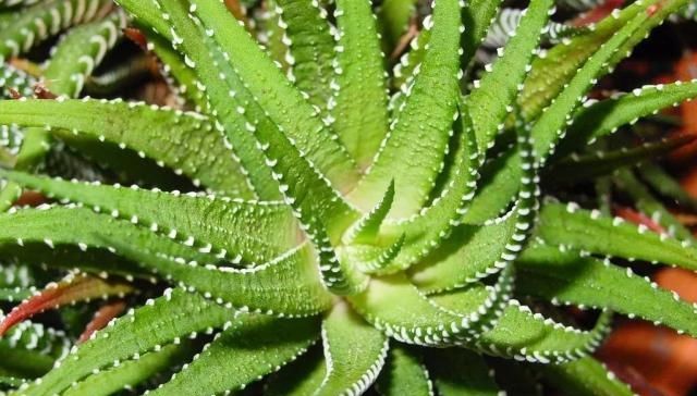  『植物』植物语言｜世纪植物龙舌兰