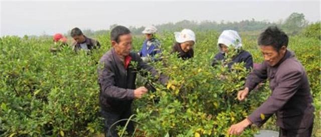  观赏树@很多人都吃过，市场销量大，农民种了却滞销，成了观赏树