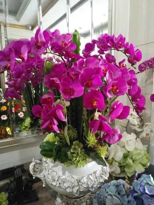 「水苔」这花真“娇气”，杜绝用“土养”，不然一浇水“全烂根”