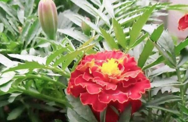  「家里」“3种花”养家里，给点阳光就灿烂，花期超长，给你一片花海！