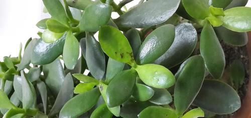  「新芽」适合春天插杆的3种花，剪个枝条，浇浇水，1周生根半月发新芽