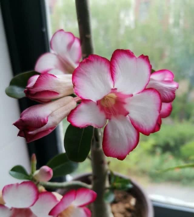  『此种』此种世界名花，养护很容易，室内也能养，四季都开花，很值得拥有