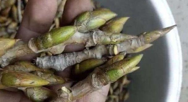 杨树芽成了“宝”，一斤高达几十元，到底有什么大用途？