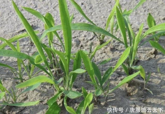  『值钱』1种植物在农地里，枝叶看着像“野草”，根茎却值钱，请珍惜它！