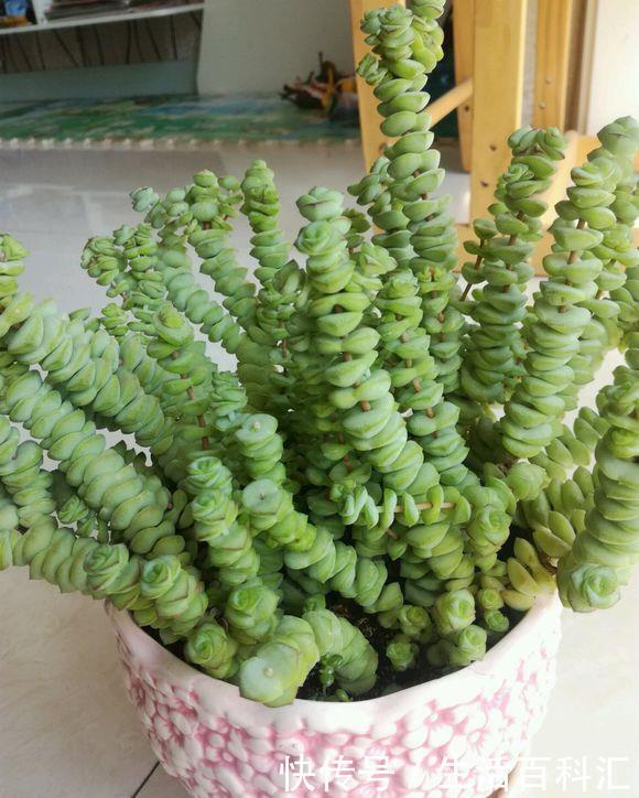 砍头:钱串快速爆盆法,经常“砍头”,节点“一生二”,60天迅速爆盆