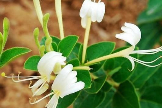  不见|金银花“不见花”？那是少了“它”，花苞一串串，花开一片金黄