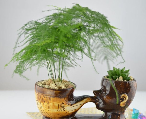 多朋友@文竹虽美,难度夏!家中种植做好这几点,枝繁叶茂长两米!