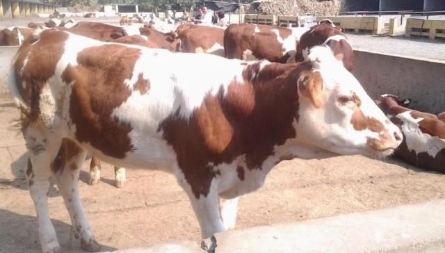  「肉牛」这里有养殖西门塔尔牛的方法，机不可失，大家快点来围观吧