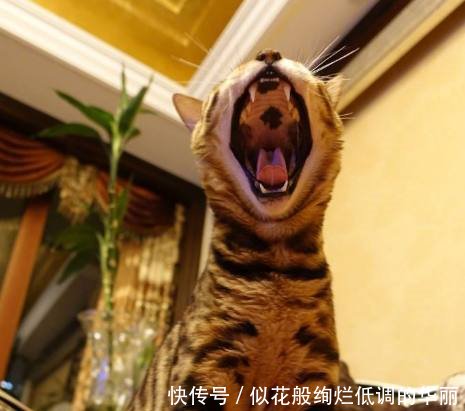 铲屎官公布真相，大轰炸是“贪污分赃”的故事，其中一人已经潜逃