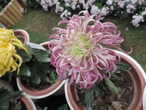  【托桂】喜欢菊花，不如养“稀世名菊”紫红托桂，花似蟹爪状，清秀典雅！